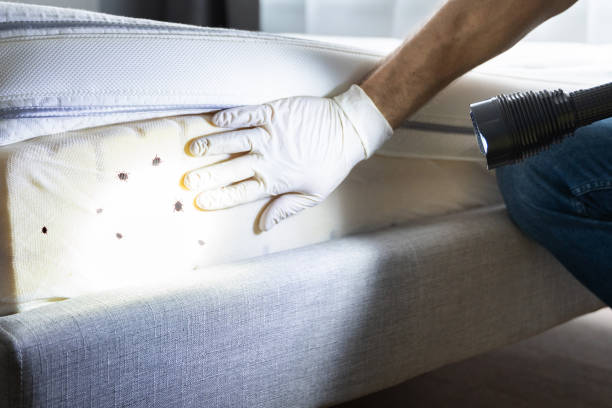 Trusted Running Springs, CA Pest Control Experts