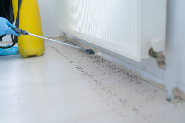 Best Residential Pest Control  in Running Springs, CA